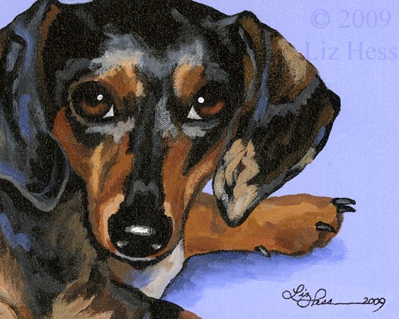 Dachshund