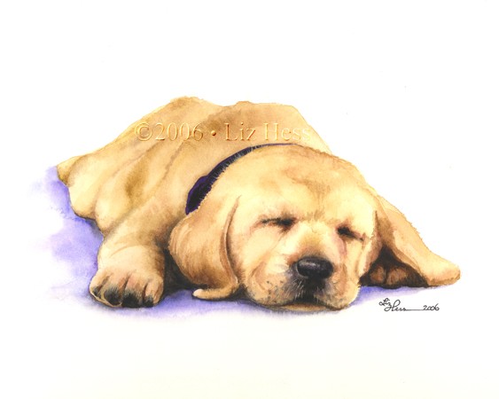 Sleeping-Pup
