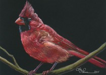 Cardinal