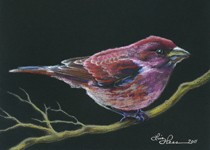 Purple Finch