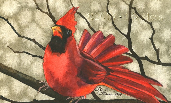 Proud-Cardinal
