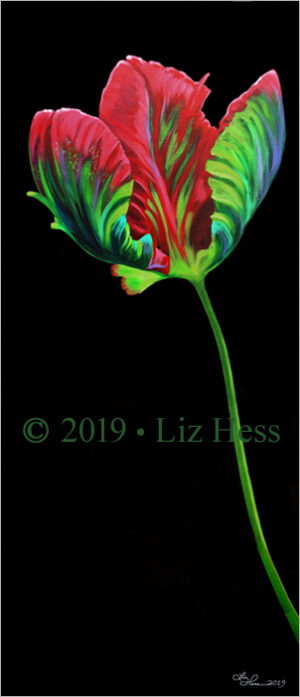 A Parrot Tulip • Red